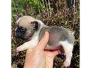 French Bulldog Puppy for sale in Dysart, IA, USA