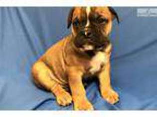 Bulldog Puppy for sale in Hattiesburg, MS, USA