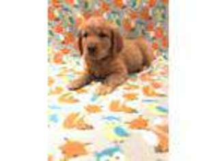 Golden Retriever Puppy for sale in Wichita Falls, TX, USA