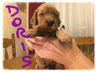 Goldendoodle Puppy for sale in Barberton, OH, USA