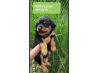 Rottweiler Puppy for sale in Dowling, MI, USA