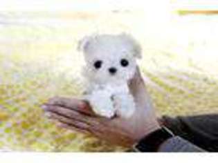 Maltese Puppy for sale in Victorville, CA, USA