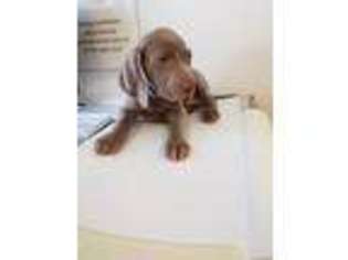 Weimaraner Puppy for sale in Jerome, MI, USA