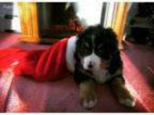 Bernese Mountain Dog Puppy for sale in Adams, NY, USA