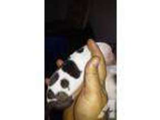 American Bulldog Puppy for sale in PLANT CITY, FL, USA