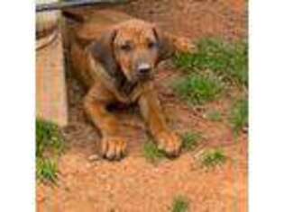 Rhodesian Ridgeback Puppy for sale in Wellston, OK, USA