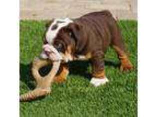 Bulldog Puppy for sale in RICHARDSON, TX, USA