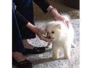 American Eskimo Dog Puppy for sale in Washington, UT, USA