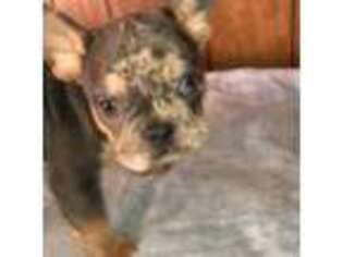 French Bulldog Puppy for sale in Wenatchee, WA, USA