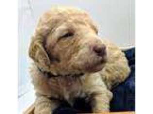 Labradoodle Puppy for sale in Hamilton, MI, USA