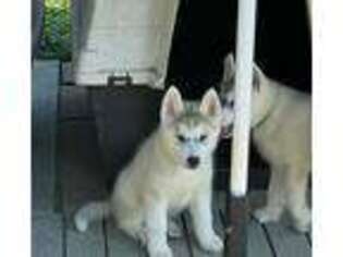 Siberian Husky Puppy for sale in Greenville, NC, USA