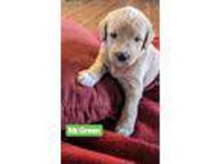 Labradoodle Puppy for sale in Paige, TX, USA