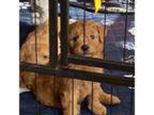 Mutt Puppy for sale in Chepachet, RI, USA