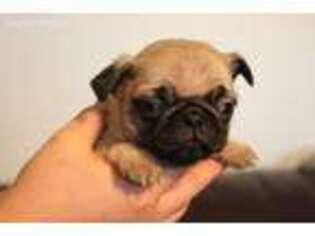 Pug Puppy for sale in Penn Yan, NY, USA