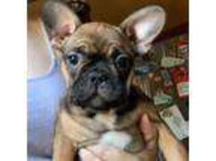 French Bulldog Puppy for sale in Trinidad, CO, USA