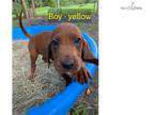 Redbone Coonhound Puppy for sale in Ocala, FL, USA