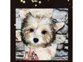 Biewer Terrier Puppy for sale in Burnsville, NC, USA