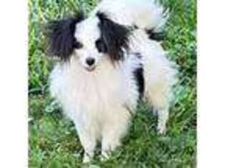 Papillon Puppy for sale in Saint Joseph, MO, USA