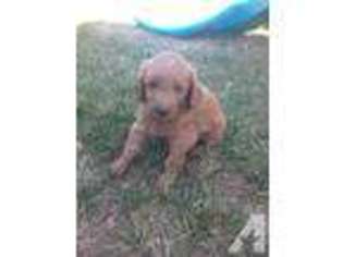 Mutt Puppy for sale in LOOMIS, CA, USA