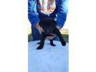 Labrador Retriever Puppy for sale in Dowell, IL, USA