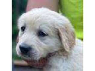 Golden Retriever Puppy for sale in Brookfield, MA, USA