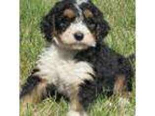 Mutt Puppy for sale in Big Rock, IL, USA