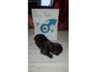 Mastiff Puppy for sale in Jonesville, MI, USA