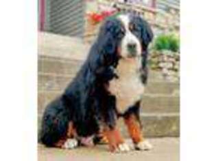 Bernese Mountain Dog Puppy for sale in Greencastle, IN, USA