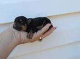 Yorkshire Terrier Puppy for sale in Byron, GA, USA