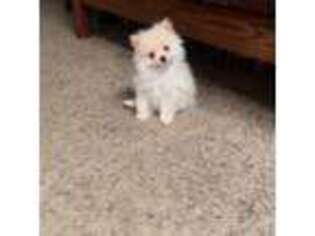 Pomeranian Puppy for sale in Albuquerque, NM, USA