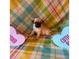 Pug Puppy for sale in Hayfield, MN, USA