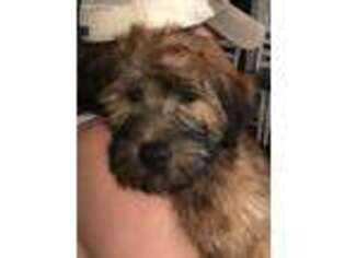 Soft Coated Wheaten Terrier Puppy for sale in Monument, CO, USA