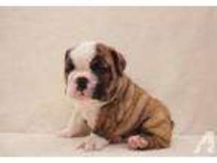 Bulldog Puppy for sale in ELIZABETH, NJ, USA