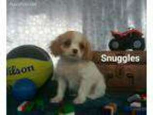 Cavachon Puppy for sale in Millerstown, PA, USA