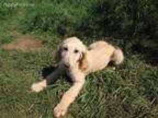 Afghan Hound Puppy for sale in Oakville, WA, USA