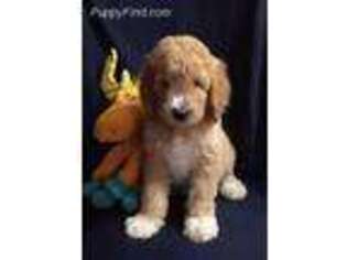 Labradoodle Puppy for sale in Funkstown, MD, USA