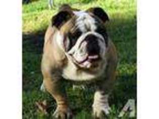 Bulldog Puppy for sale in PHILADELPHIA, PA, USA