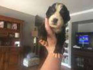 Bernese Mountain Dog Puppy for sale in Dunn, NC, USA