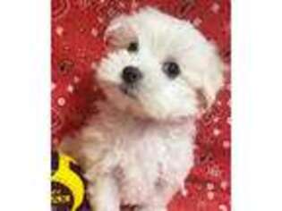 Maltese Puppy for sale in Cedar Park, TX, USA