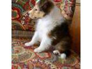 Shetland Sheepdog Puppy for sale in Rockwall, TX, USA