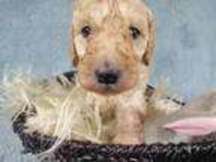 Goldendoodle Puppy for sale in Jay, ME, USA