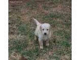 Golden Retriever Puppy for sale in Perry, OK, USA