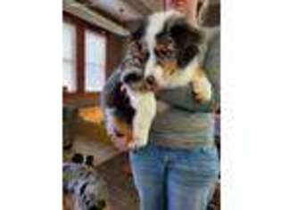 Australian Shepherd Puppy for sale in Clayton, IL, USA