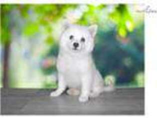 American Eskimo Dog Puppy for sale in Saint George, UT, USA