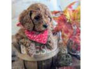 Cavapoo Puppy for sale in Oakdale, CA, USA