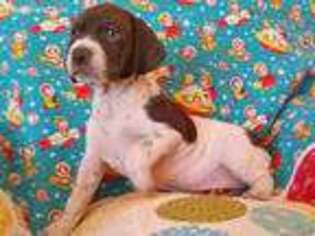 German Shorthaired Pointer Puppy for sale in Dayton, NV, USA