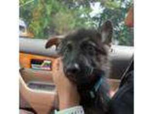 German Shepherd Dog Puppy for sale in Newtown, CT, USA