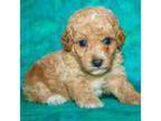 Mutt Puppy for sale in Hawarden, IA, USA