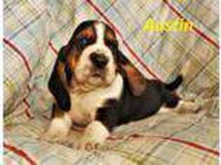 Basset Hound Puppy for sale in Arroyo Grande, CA, USA