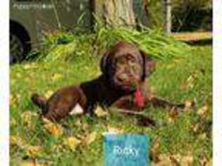 Labrador Retriever Puppy for sale in Hubbardston, MI, USA